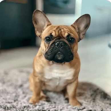 French Bulldog with big ears sitting